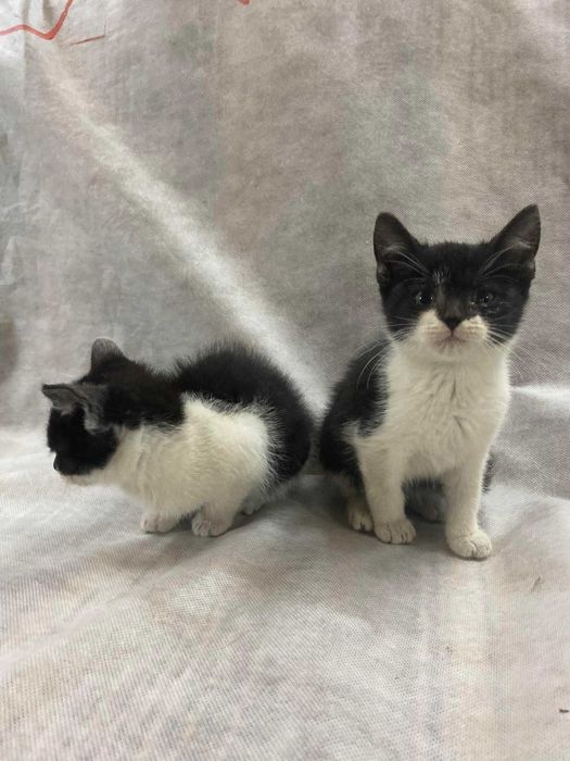 3-miesięczne kotki do adopcji