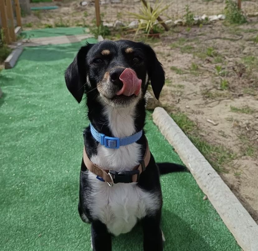 Snoppy - Cão para adopçao