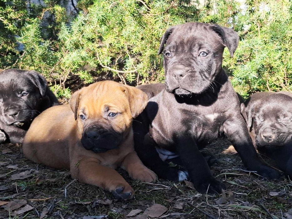 Szczeniaki cane corso