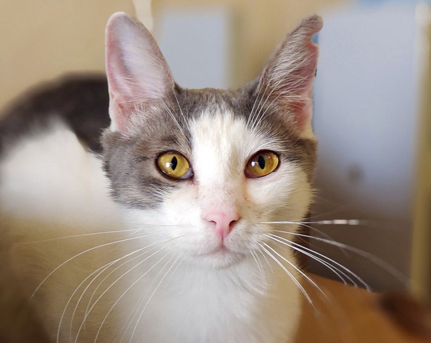 Кішечка Манкі в гарну родину.1 рік.Стерилізована.Кішка.Кіт