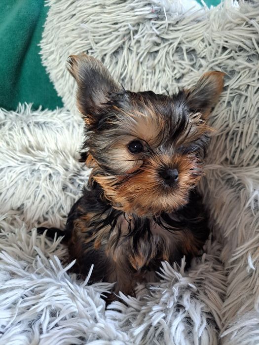 York shire Terrier  mini piesek