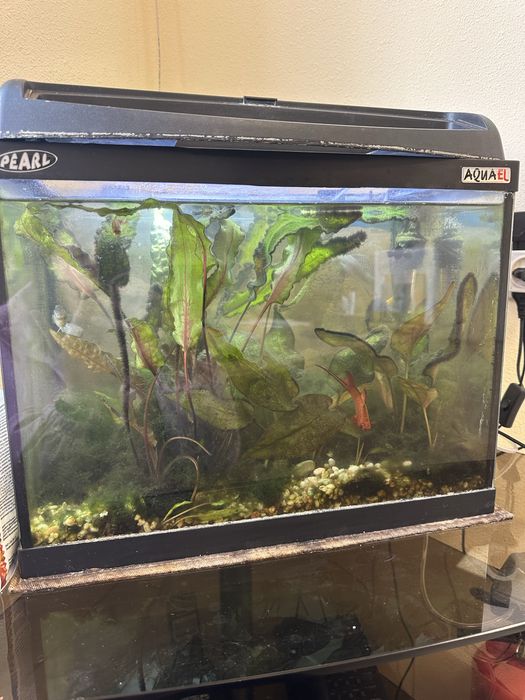 Акваріум з рибами