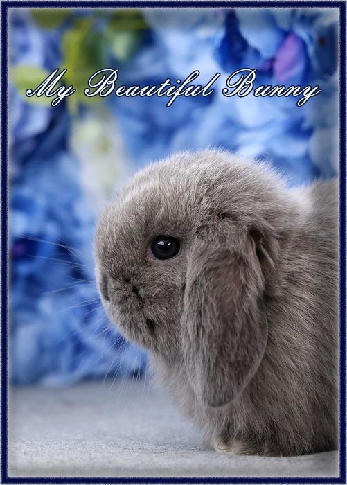 Młody Piękny Króliczek 100% mini Lop - Lilac