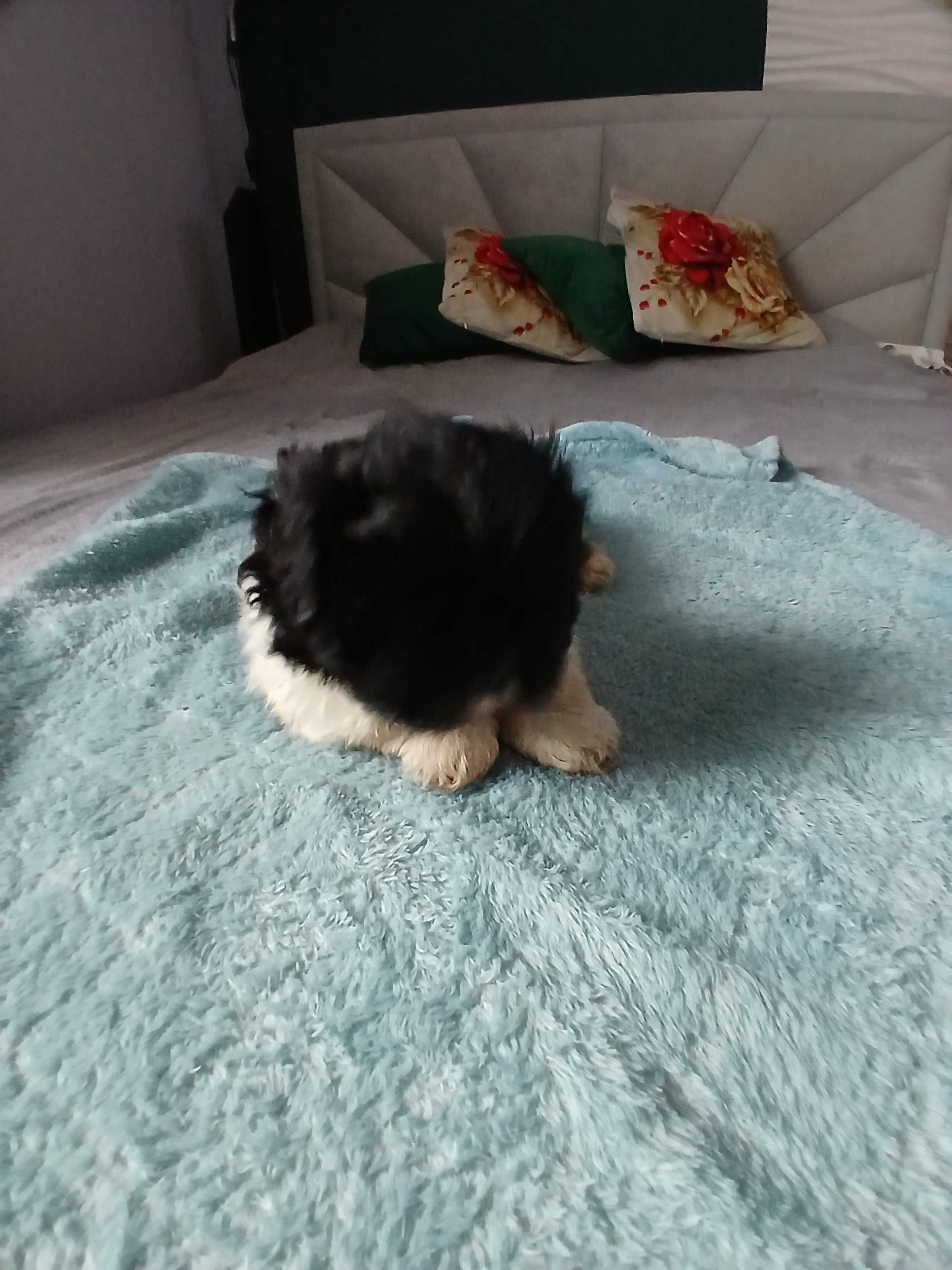 Szczeniaczki shihtzu