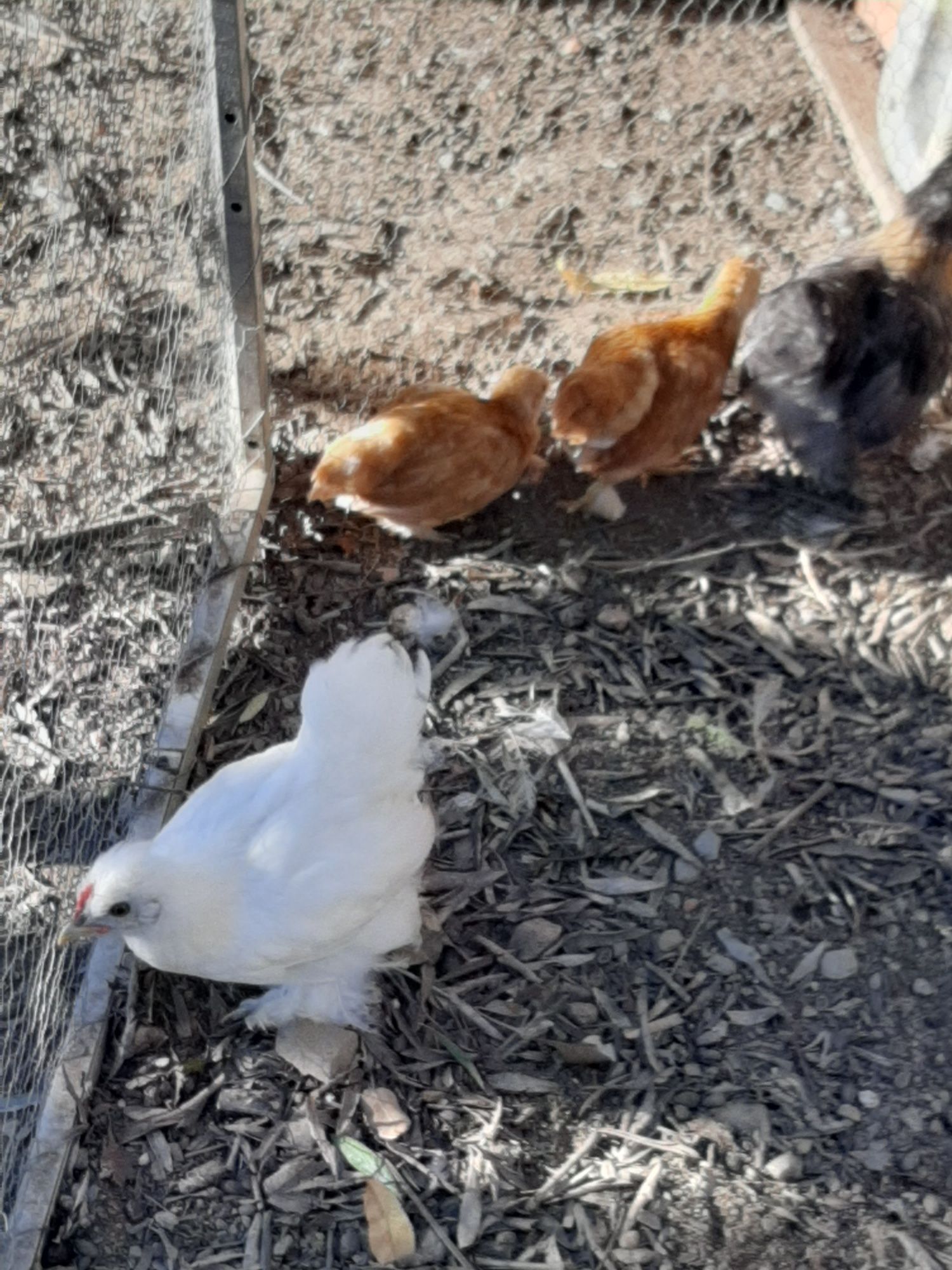 Pintos de varias raças