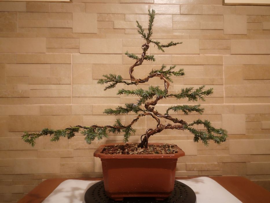 Дерево Бонсай. Живе дерево. Ручна робота. Міні дерево. Подарунок