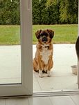 Emi poleca się do adopcji