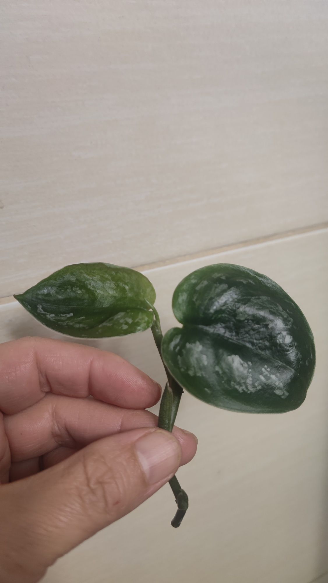 Scindapsus Dark Princess Tricolor