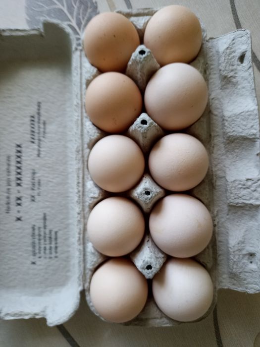 Jajka wiejskie sprzedam