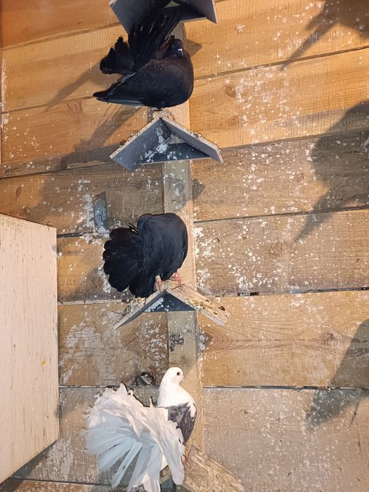 Pawiki młode różne kolory