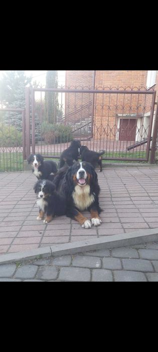 Berneński pies pasterski suczka