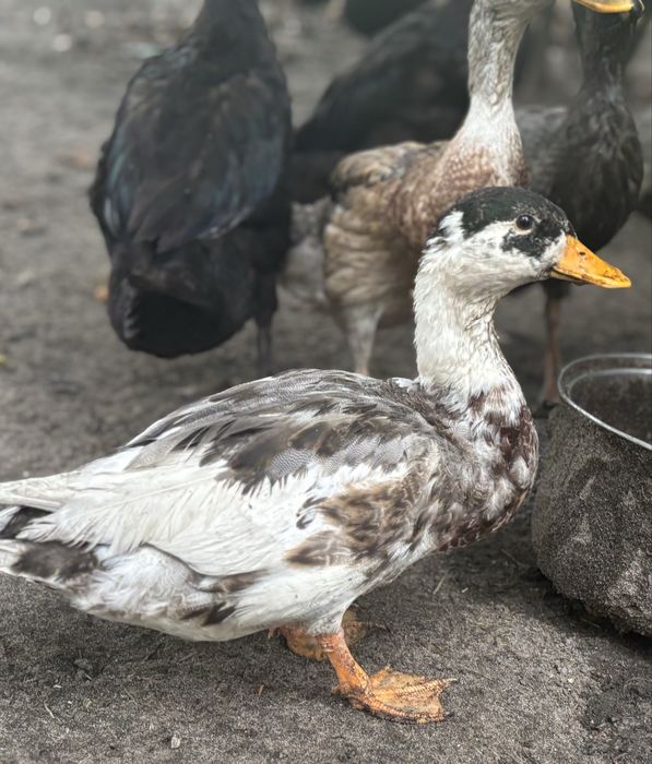 Call duck, kaczki krzykaczki - kaczory.