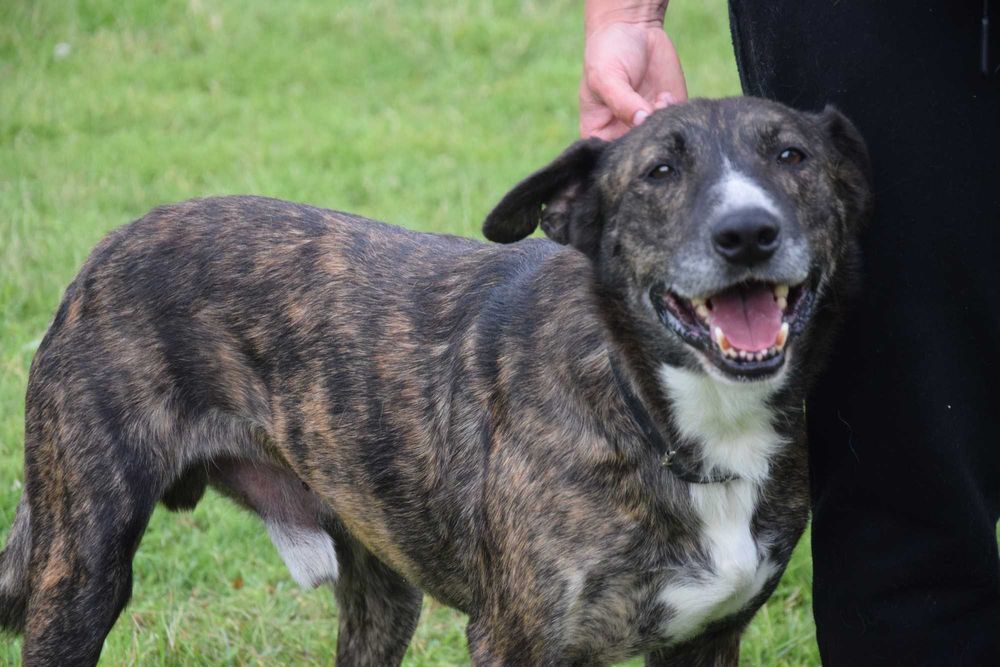 Cudny, fantastyczny, przekochany, przytulasny, bezdomny szuka domu