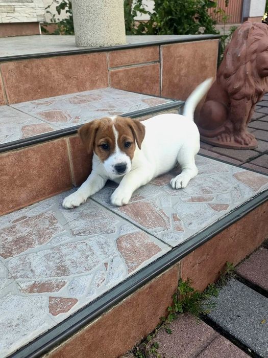 Piesek Jack Russell Terrier