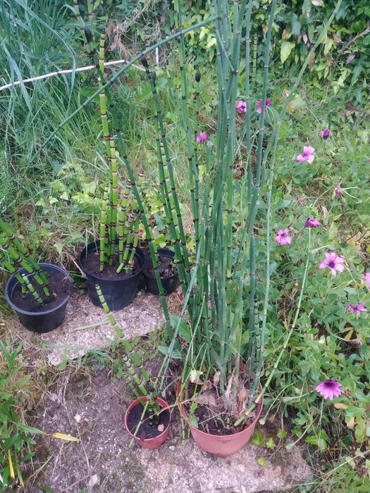 Canas cavalinha  jardim