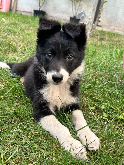 Suczka Border Collie - Rodowód - Gotowa do odbioru