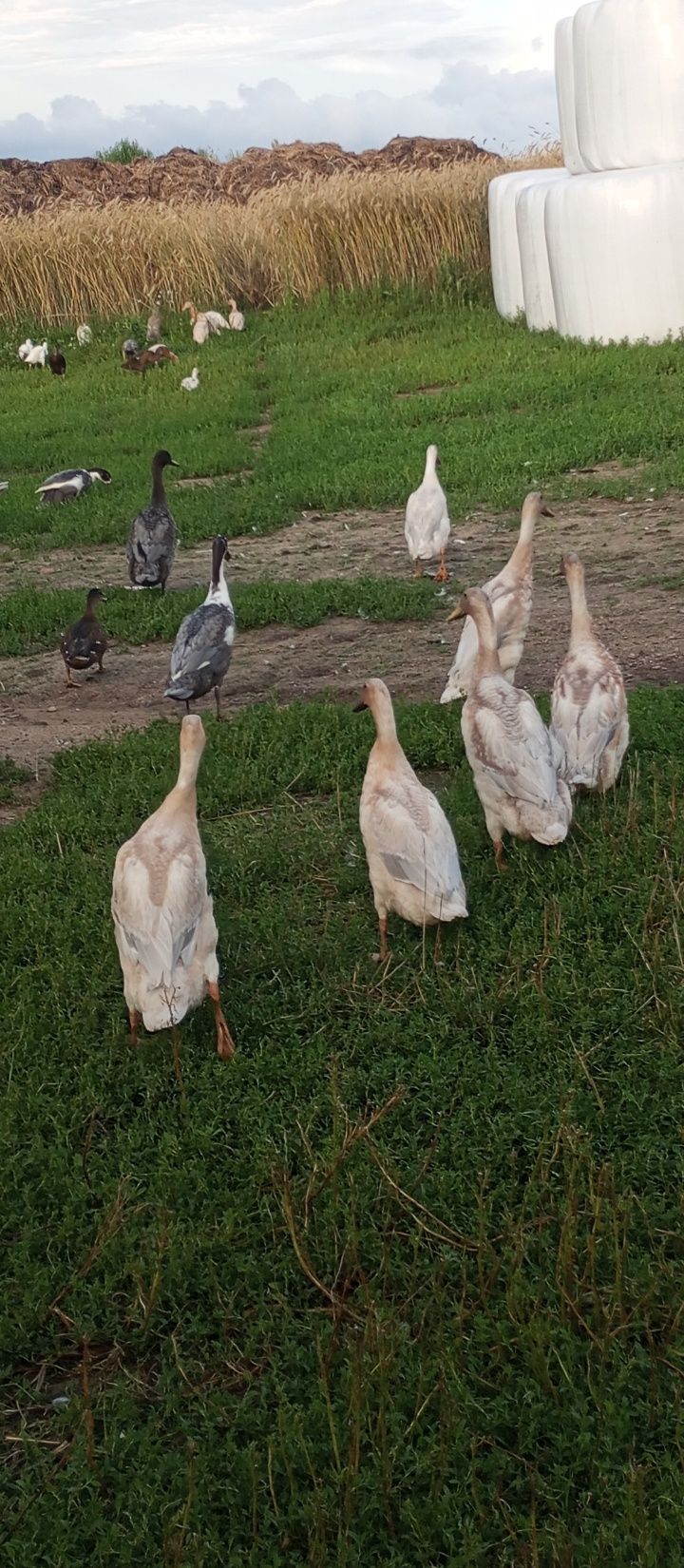 Kaczory biegusy młode gąski pomorskie call duck
