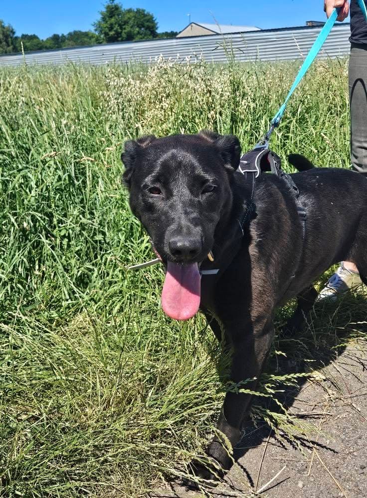 Emi w typie labradora do adopcji