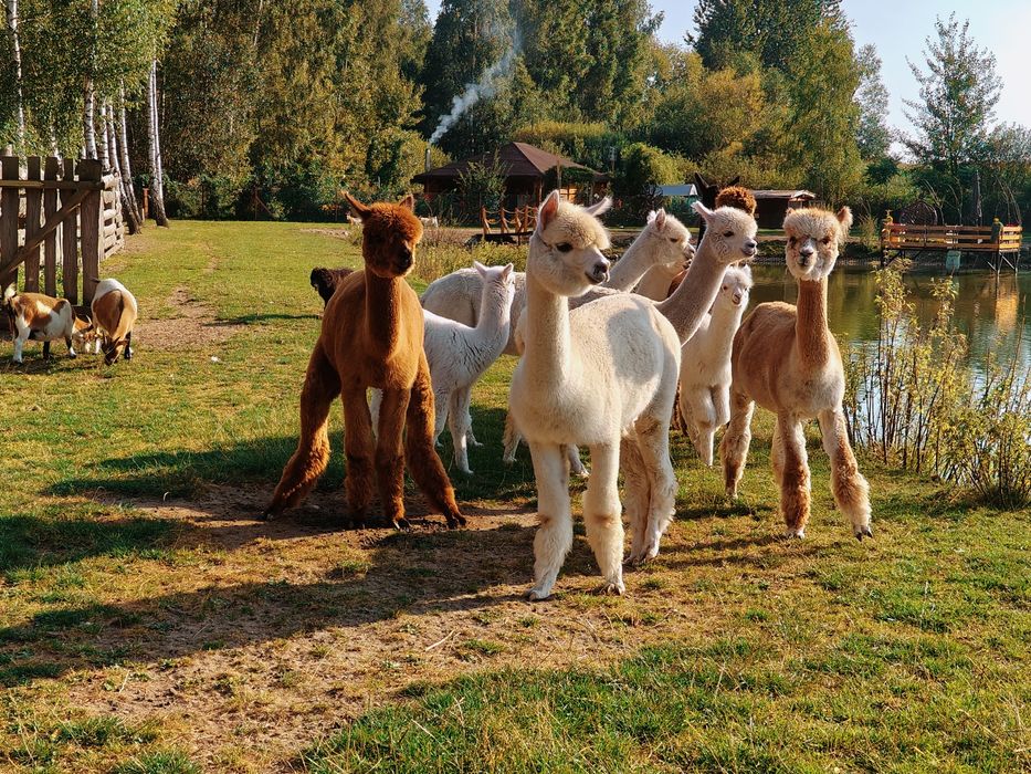 Alpaki,alpaka samczyk