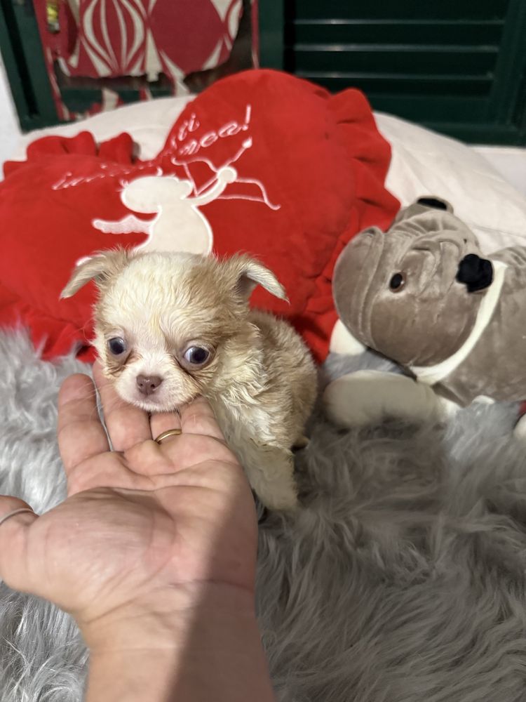 Lindo menino chihuahua pêlo longo