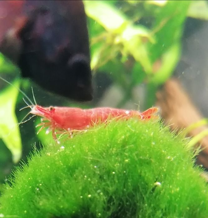 Krewetki Red Sakura Neocardina