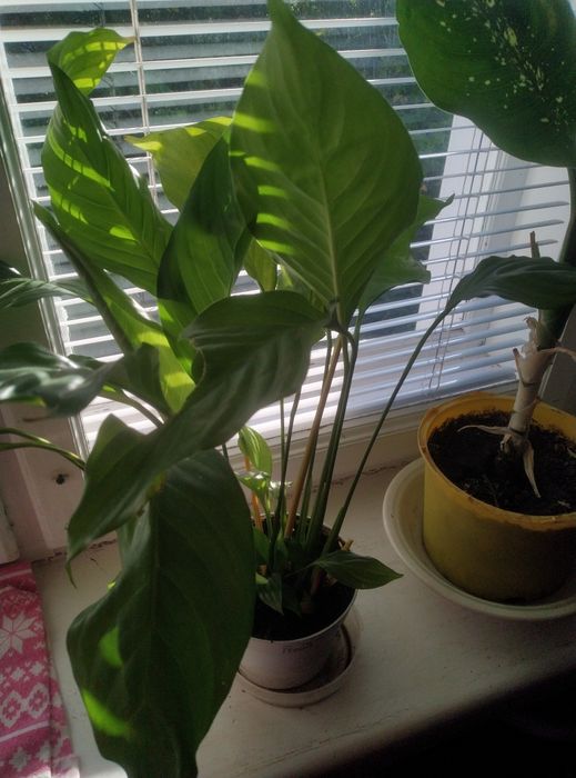 Кімнатні рослини