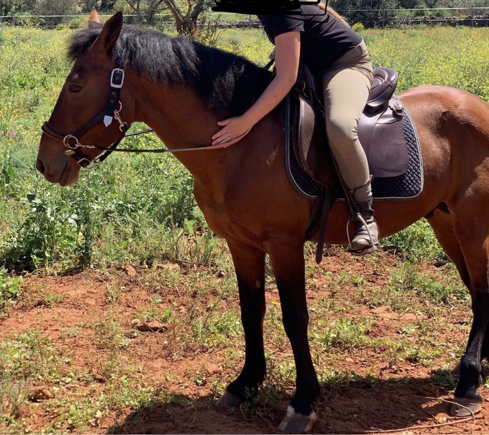Cavalo inteiro.