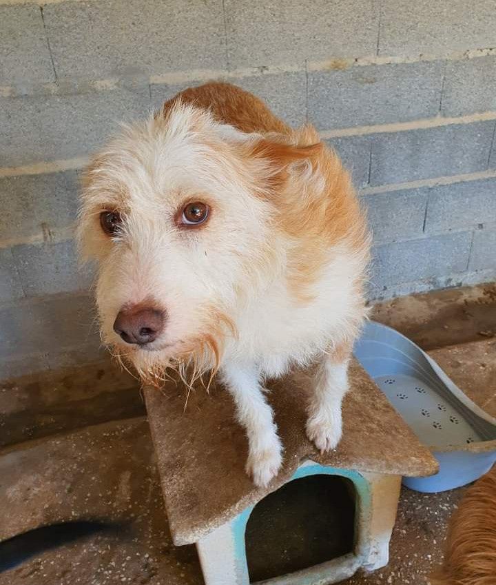 Chance- cachorro de porte médio para adoção