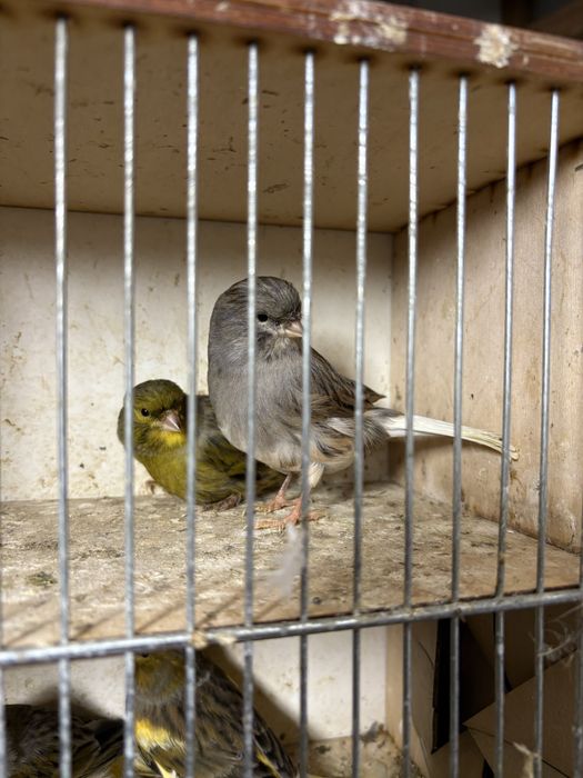 Kanarki na sprzedaz samce