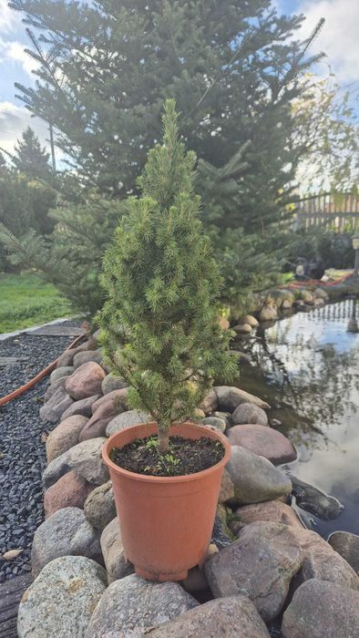 Świerk CONICA Królestwo Choinek plantacja Dziecinów Powiat Otwocki