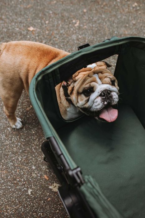 Wózek dla psa kilku kotów B.RIDER do 30kg PETRIVE spacerówka dla psa