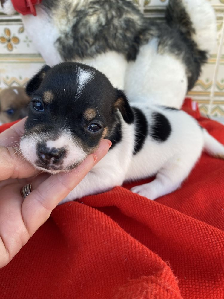 Jack russel terrier