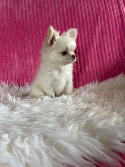 Chihuahua  przepiękny mini piesek Nico