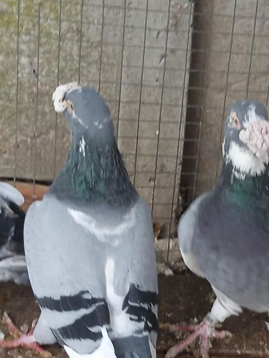 Sprzedam gołębie staropolskie