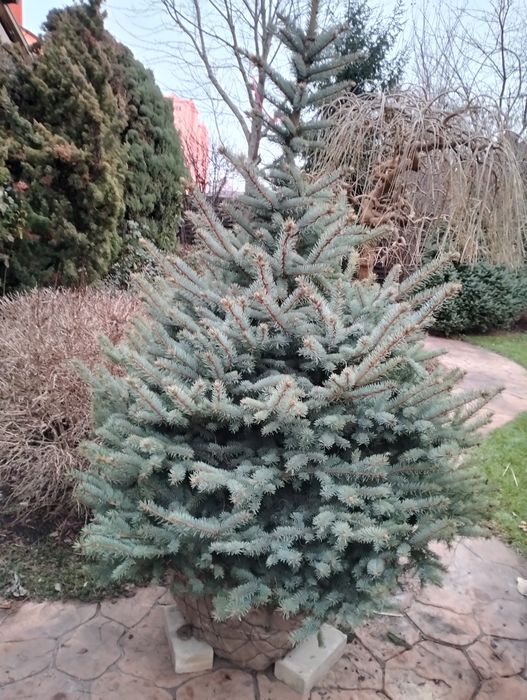 Живі голубі ялинки преміум якості