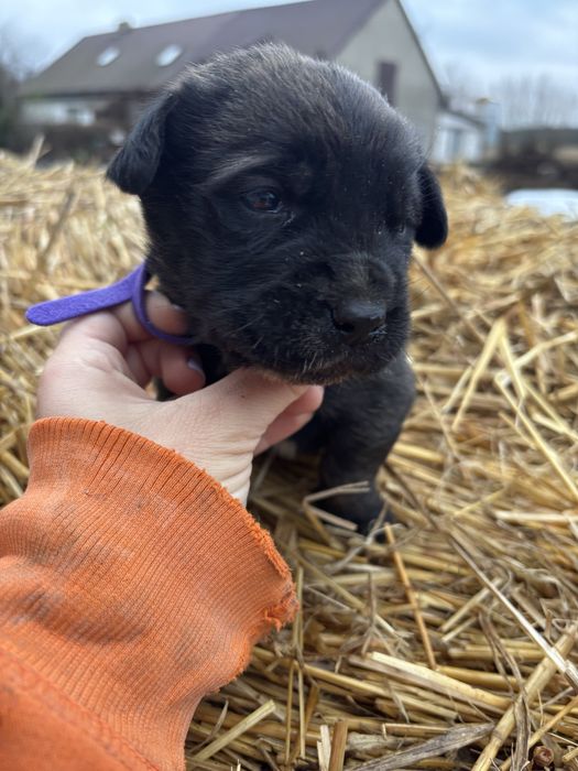 Szczeniaki do oddania