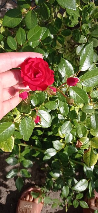 Троянди укорінені