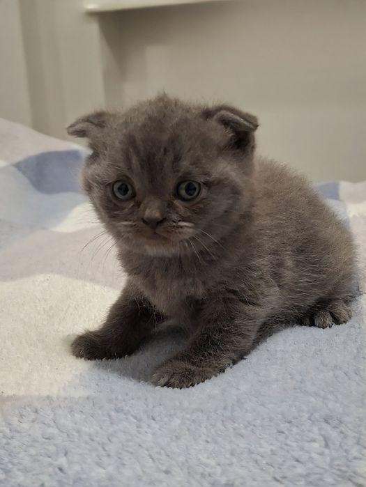 Котята, кошенята, шотландці, висловухі, прямовухі