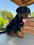 Rottweiler szczeniak  fci