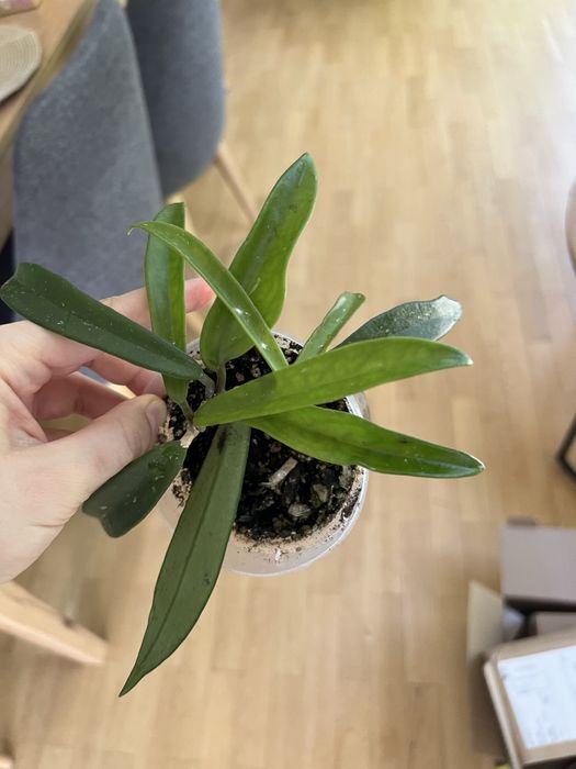 Hoja hoya shepherdii