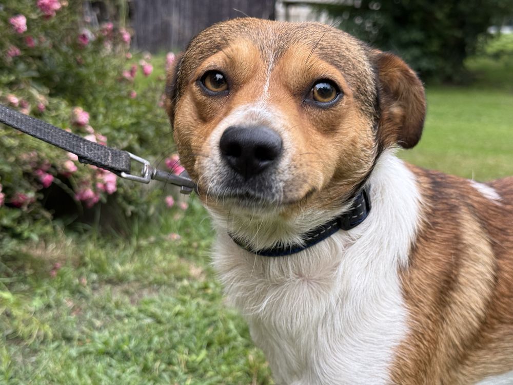 Dwa wyrzucone psiaki blagaja o dwoje adopcje!