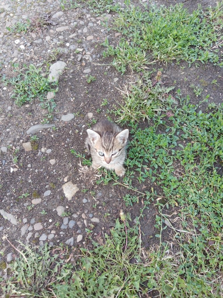 Віддам кошенят безкоштовно