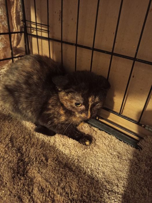 2miesięczna kotka szuka domu niewychodzącego