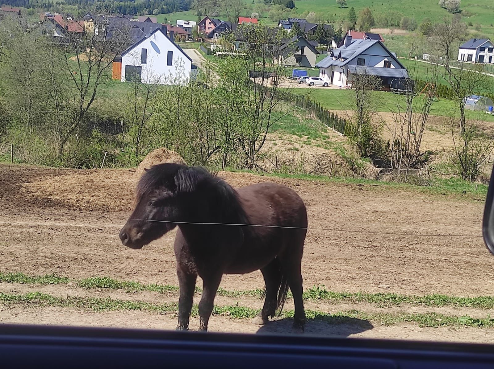 Kucyk na sprzedaż
