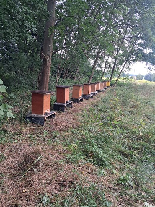 Sprzedam,rodziny pszczele, pszczoły, odkłady, ule.