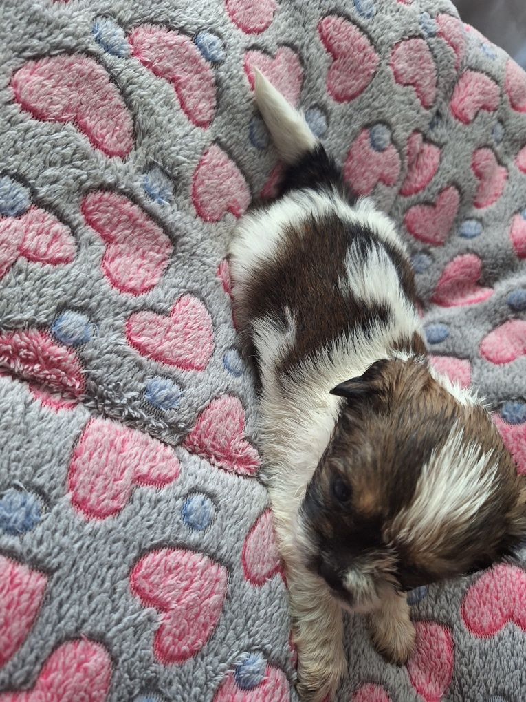 Celinka cudowną dziewczynka shih tzu czeka na dom