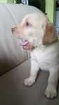 Labrador Retriever Z Rodowodem