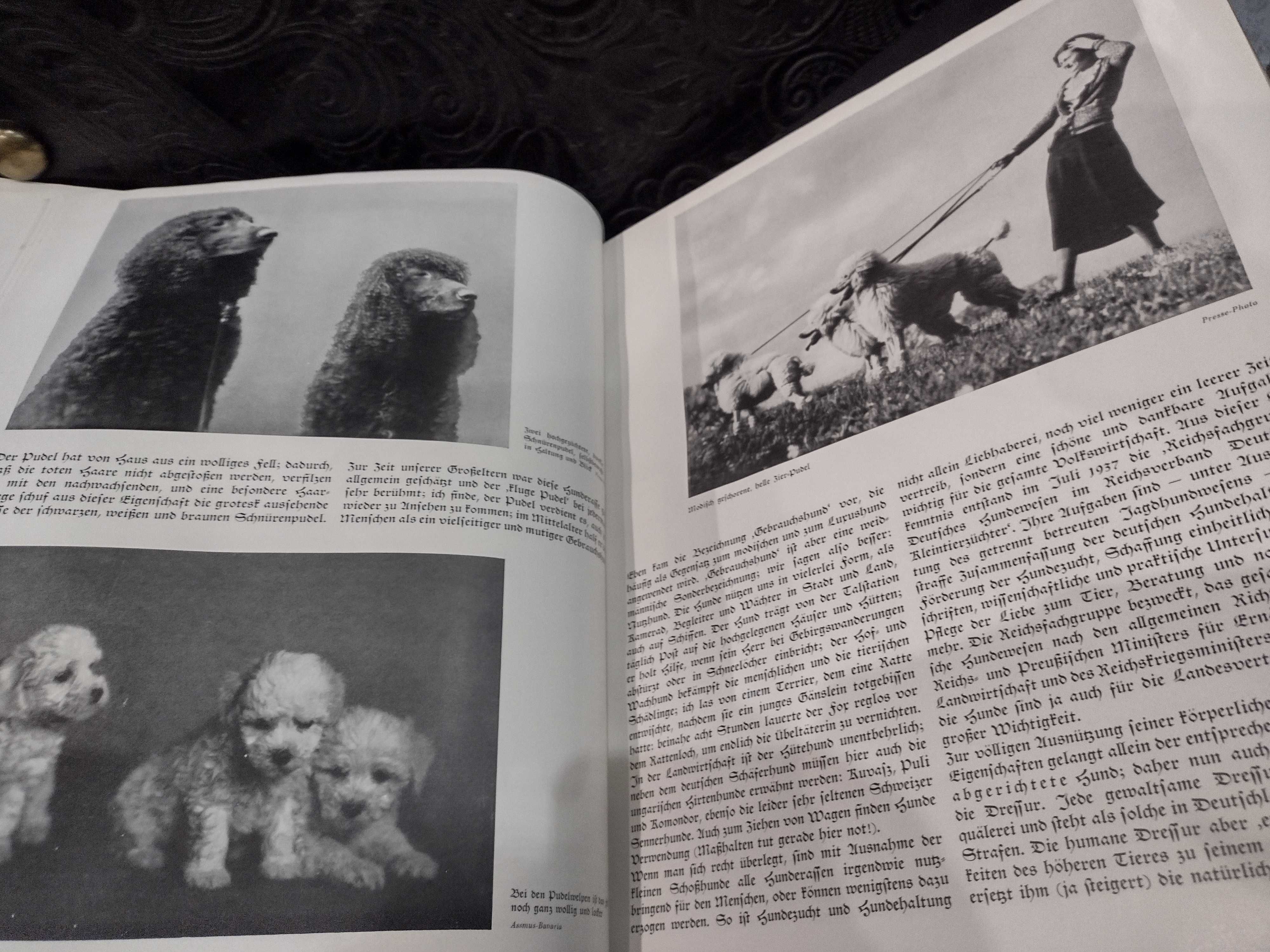 Paul Eipper 1938 Das Saustierbuch