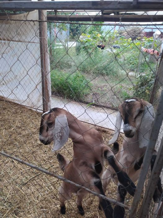 Козлики англонубійці