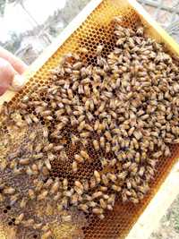 Odkłady pszczele Ligustica Włoszka ramka wielkopolska 5 ramek pszczoły